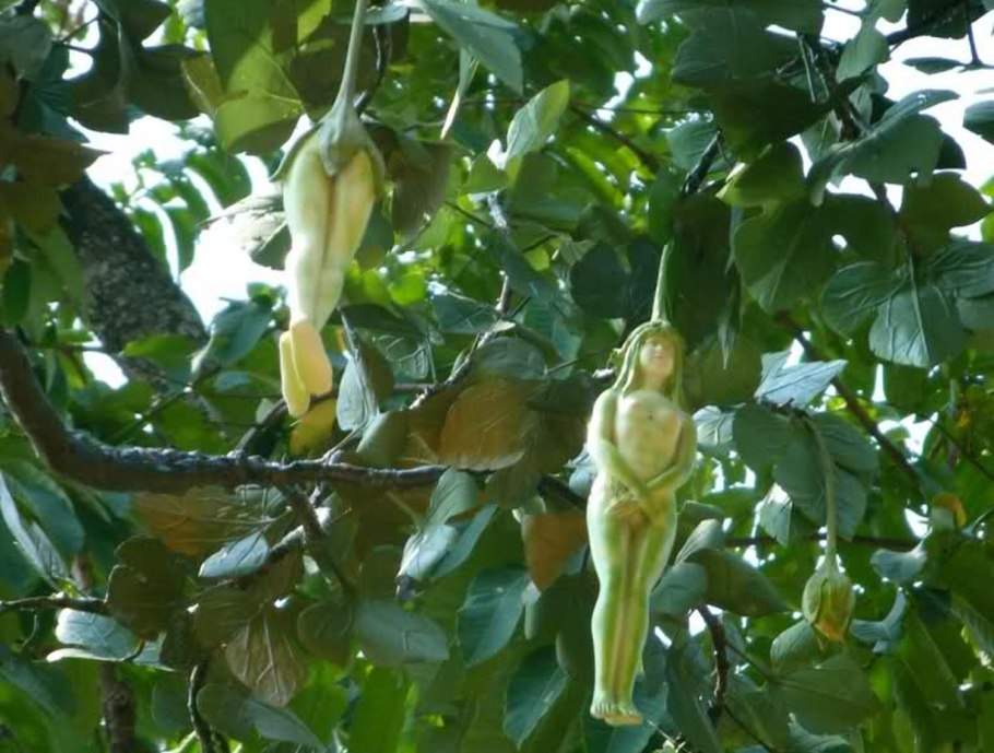 Nareepol удивительное дерево Таиланда