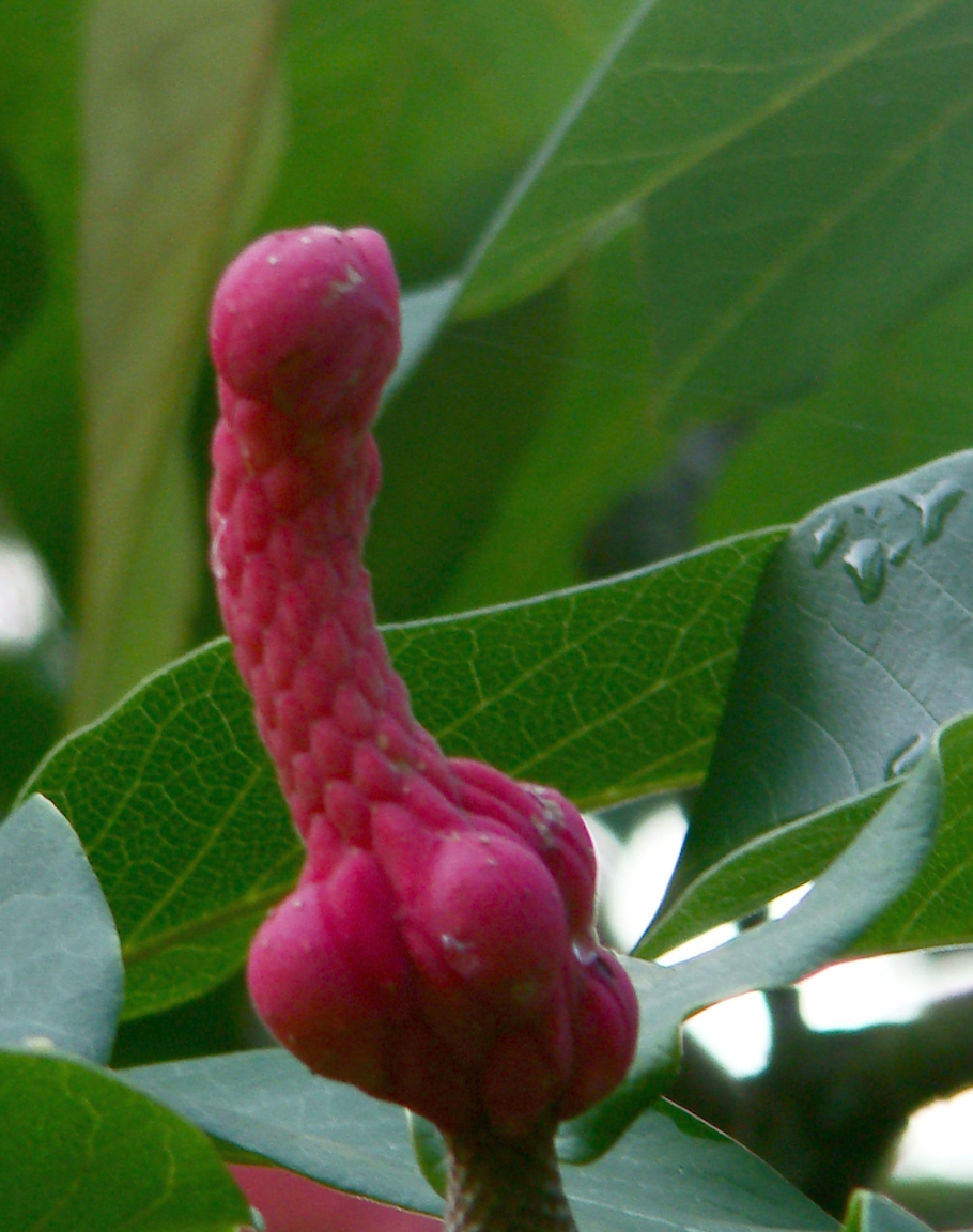 Цветок в виде члена