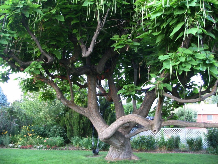 Дерево катальпа аллея