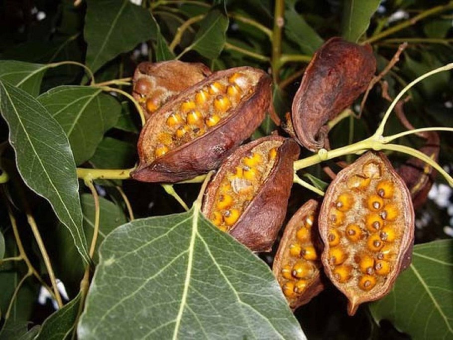 Натюрморт дерево