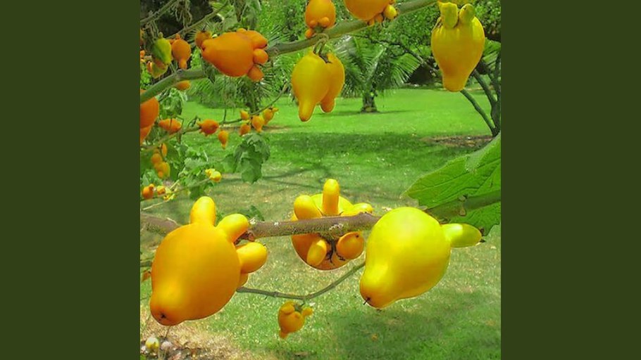 Милорн дерево