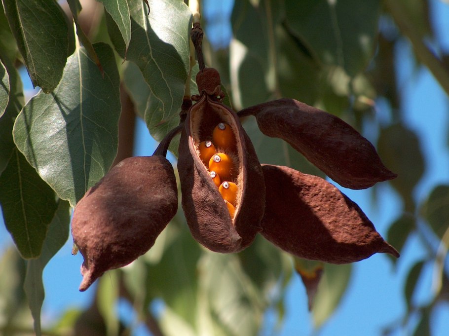 Брахихитон дерево плоды