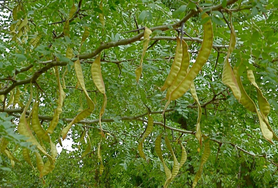 Акация Тайланд