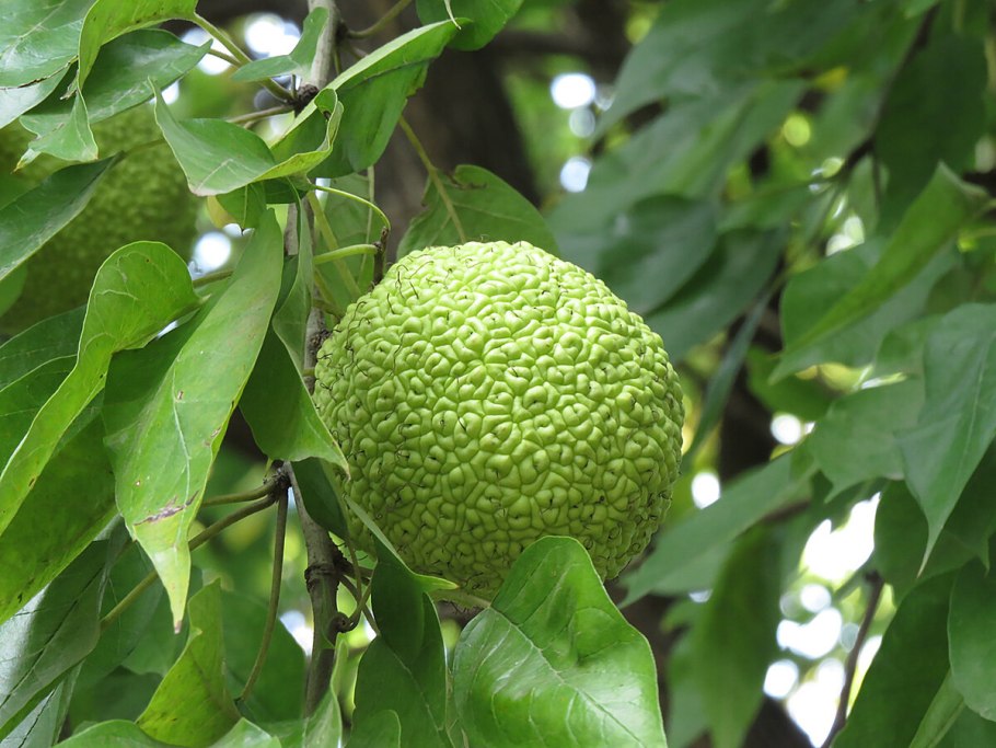 Катальпа обыкновенная стручки