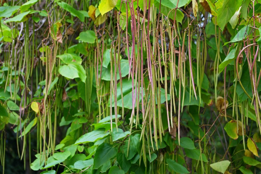 Катальпа бигнониевидная стручки