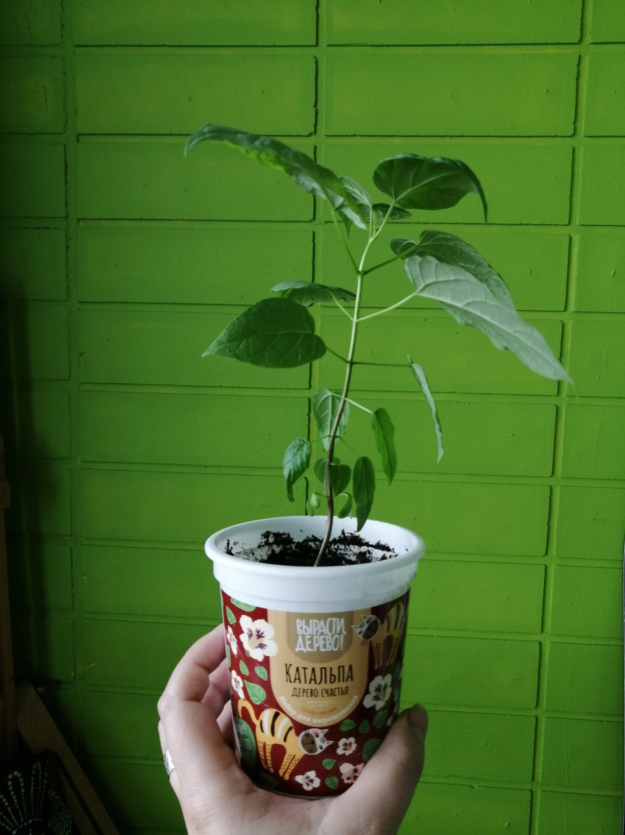 Вырасти дерево катальпа