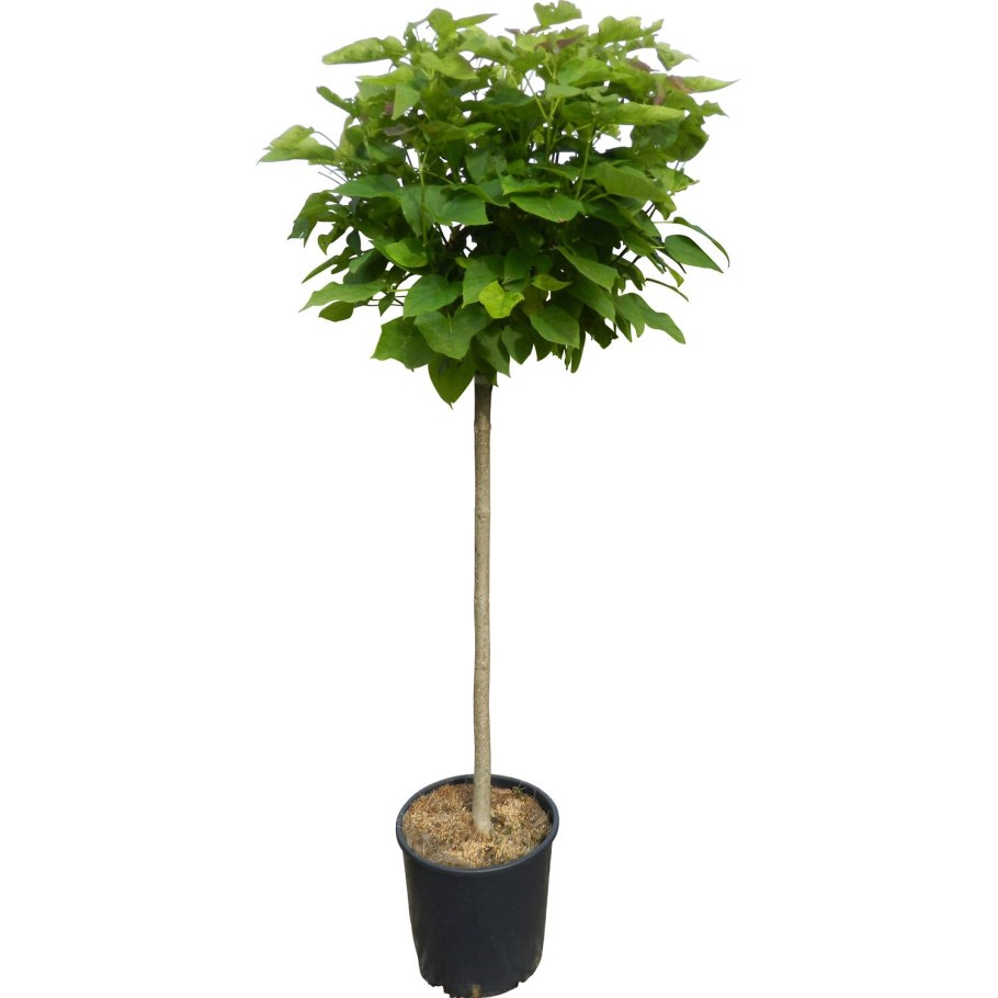 Дерево счастья катальпа