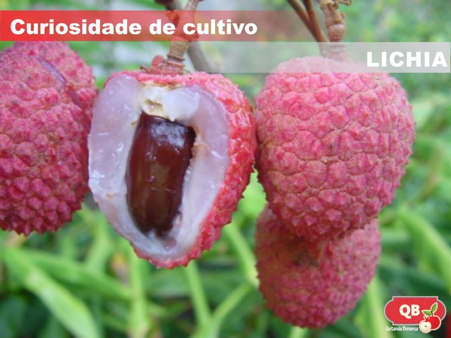 Сокотра Йемен драконовое дерево