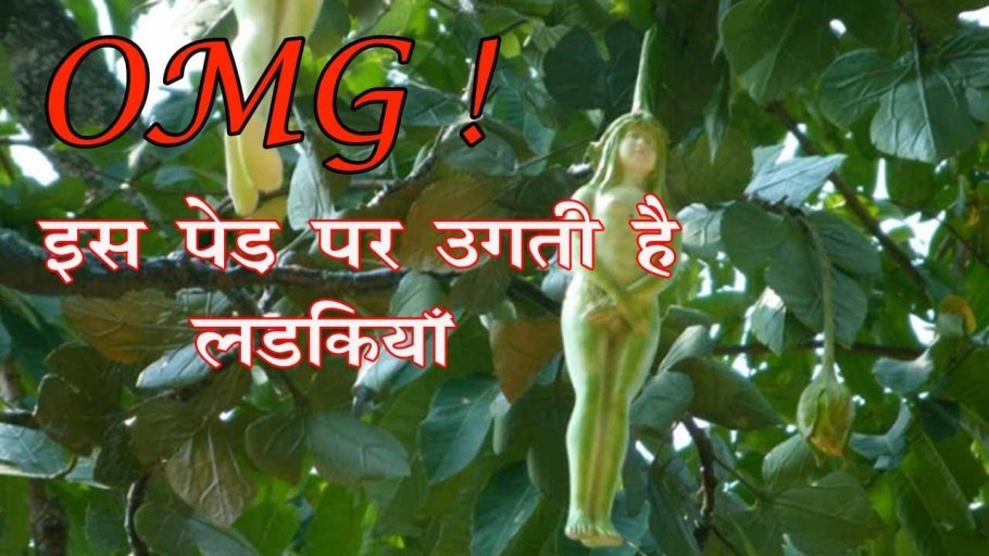 Гранатовое дерево Шекинский дворец