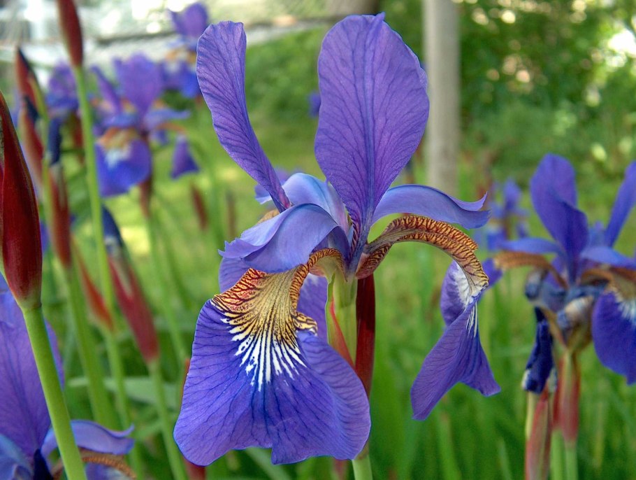 Ирис Сибирский (Íris sibírica)