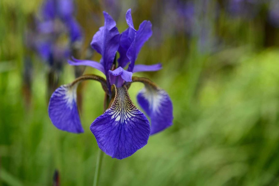 Ирис Касатик Сибирский Iris sibirica