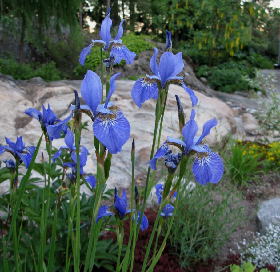 Ирис Сибирский бандл оф Джой