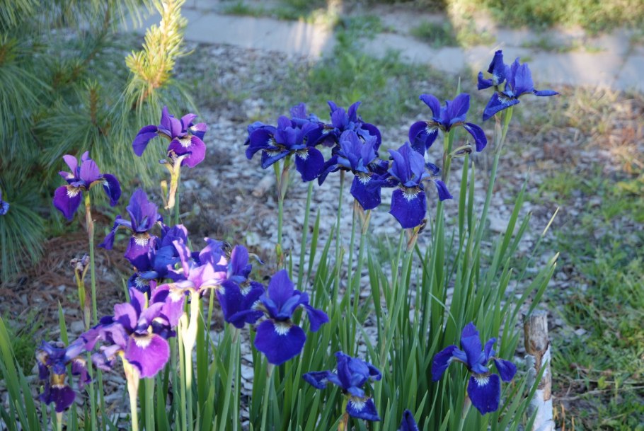 Ирис Сибирский Silver Edge