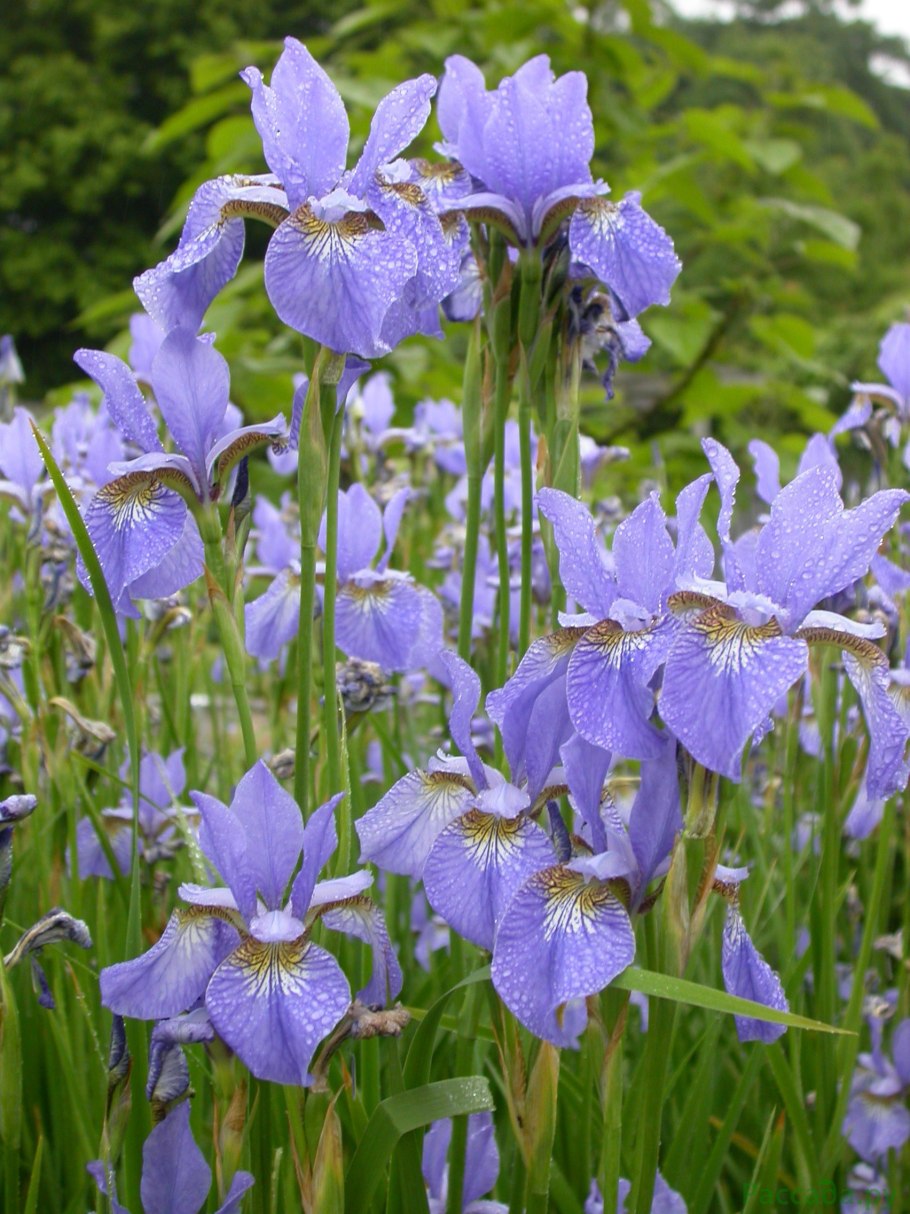 Ирис Сибирский (Iris sibirica &#96;Barcelona&#96;)