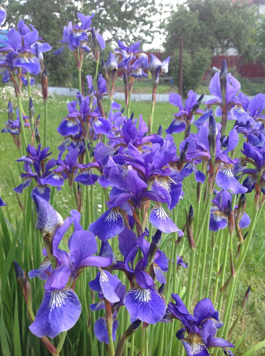 Ирис Сибирский (Iris sibirica &#96;Imperial Opal&#96;)