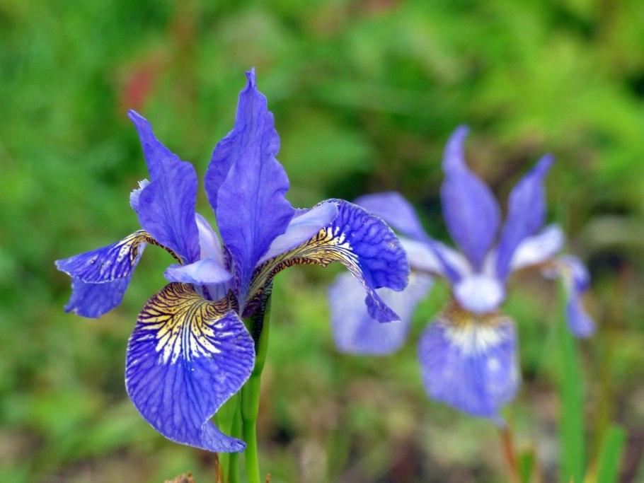 Ирис касатик