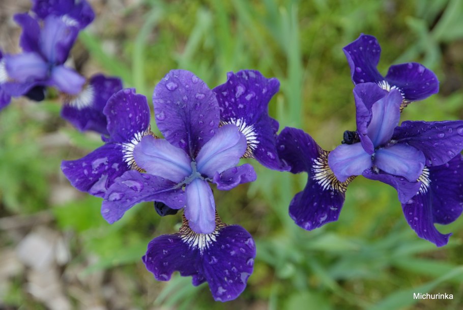 Ирис Сибирский Блю Кинг в ландшафте