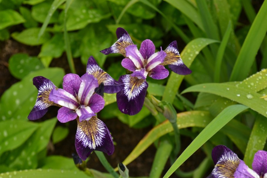 Ирис Альпийский