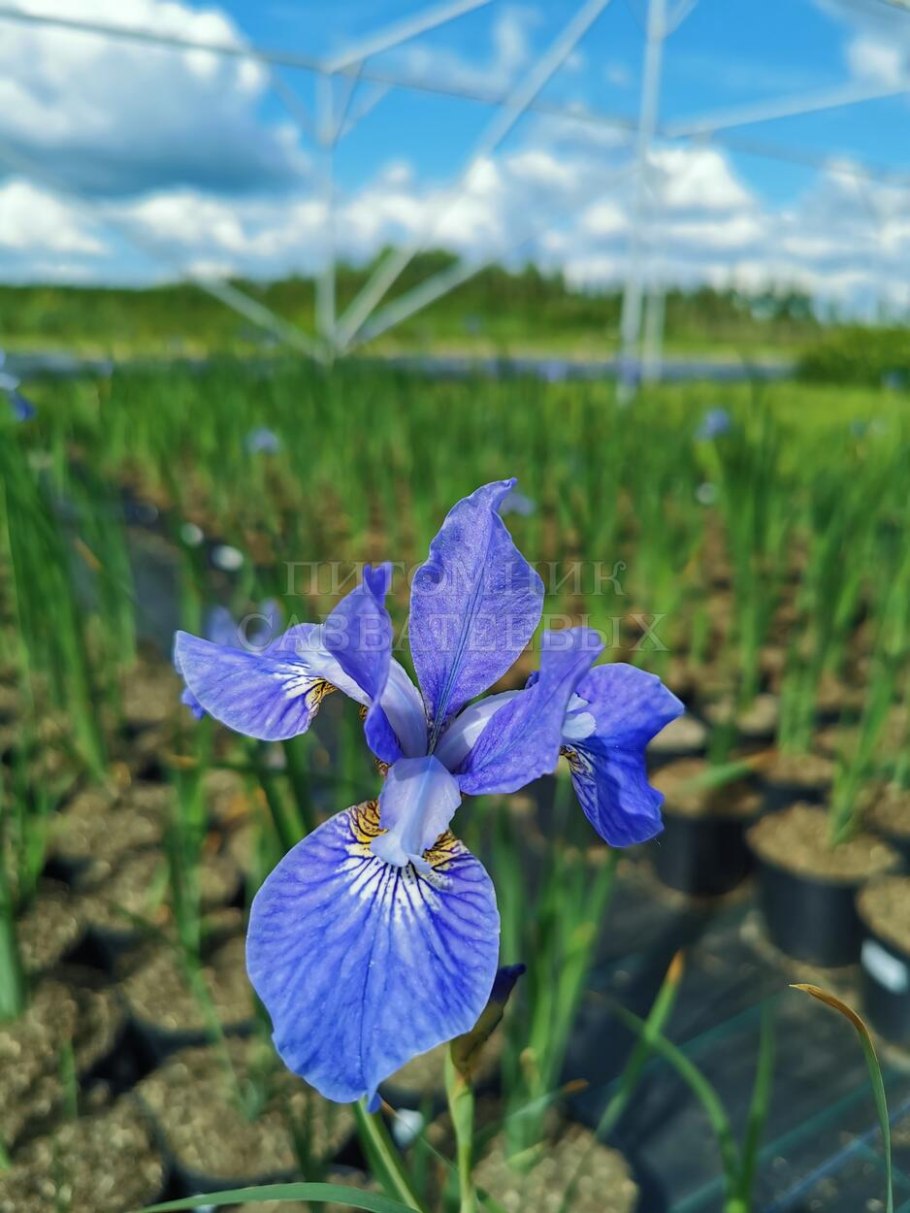 Ирис Сибирский Блю Мун