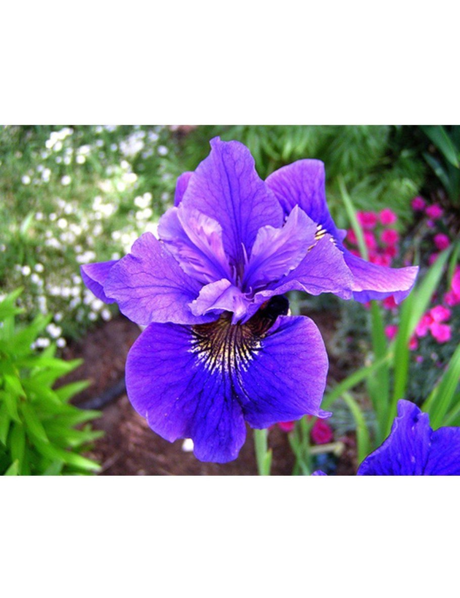 Ирис Сибирский 'Blue King'