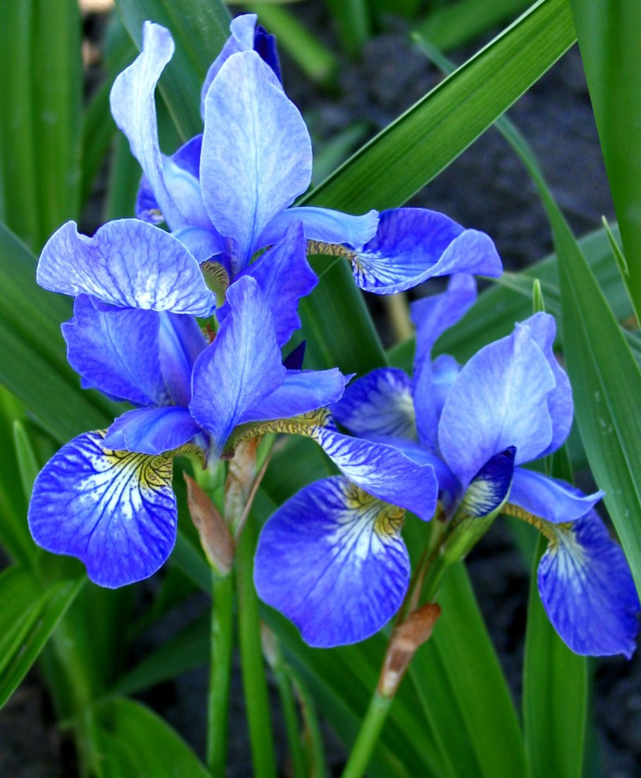 Ирис Сибирский (Iris sibirica &#96;Blue King&#96;)