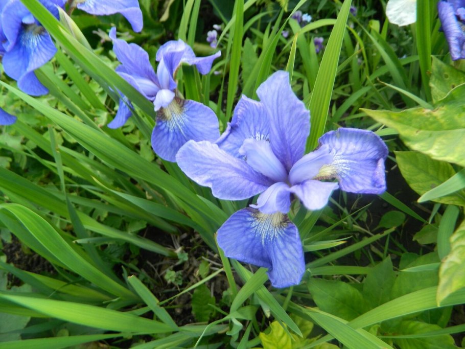 Ирис сибирский iris sibirica
