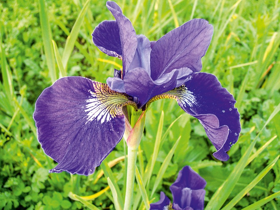 Ирис Сибирский 'Perry's Blue'