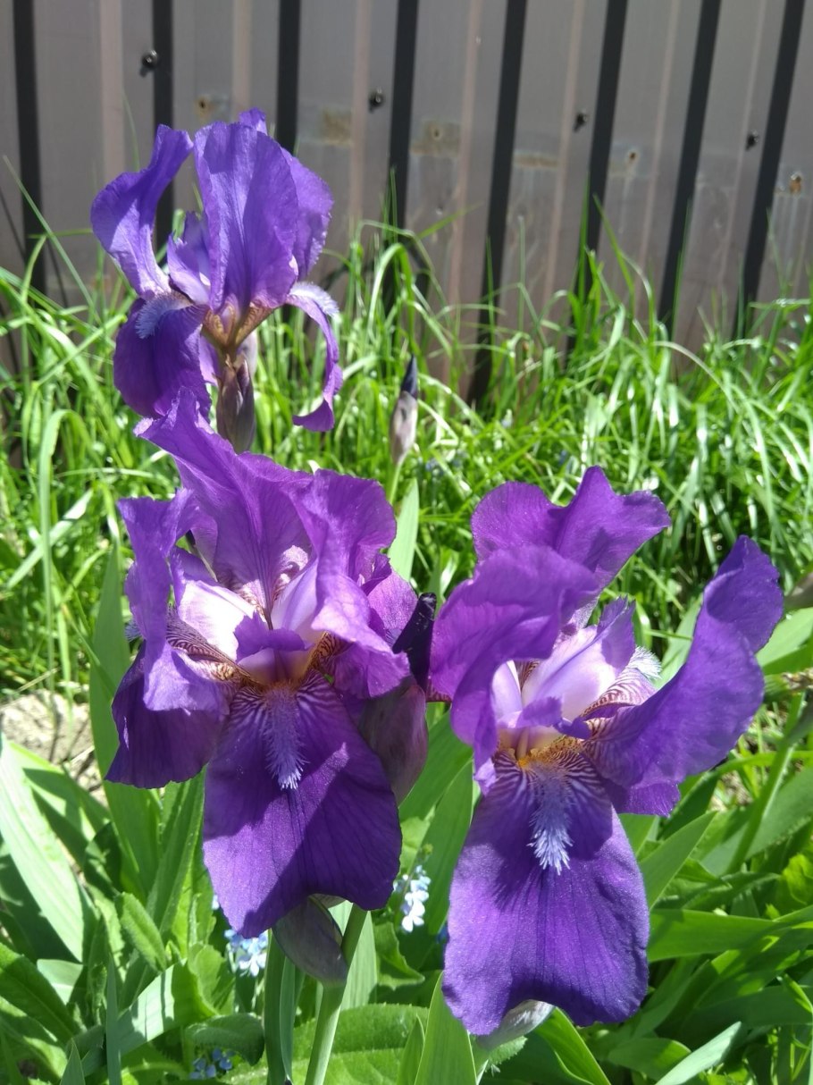 Ирис Сибирский (Iris sibirica &#96;Barcelona&#96;)