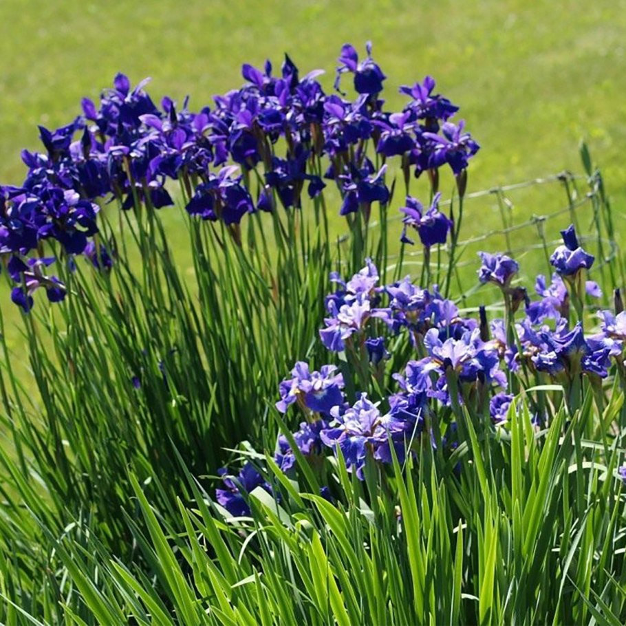 Iris sibirica &#96;Barcelona