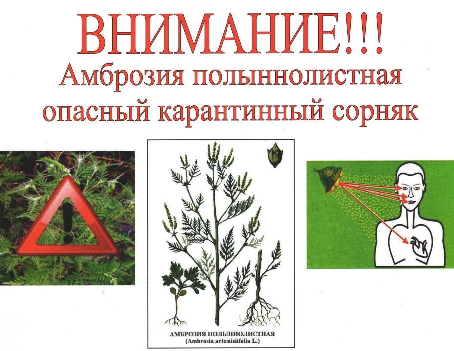 Амброзия полынолистна