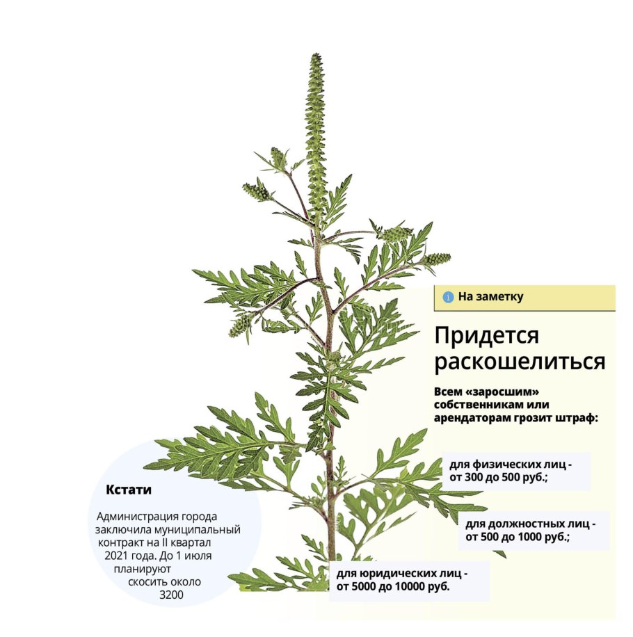Амброзия в Омске