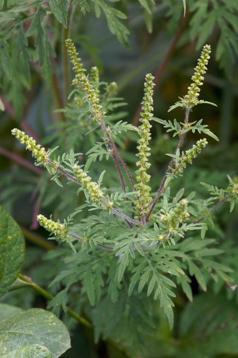 Ambrosia artemisiifolia l.
