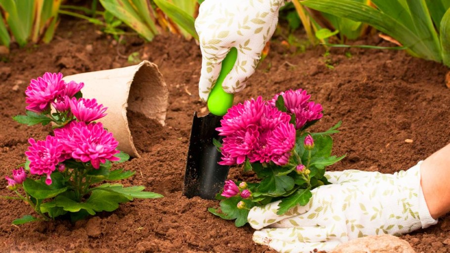 Посадка хризантемы мультифлора весной