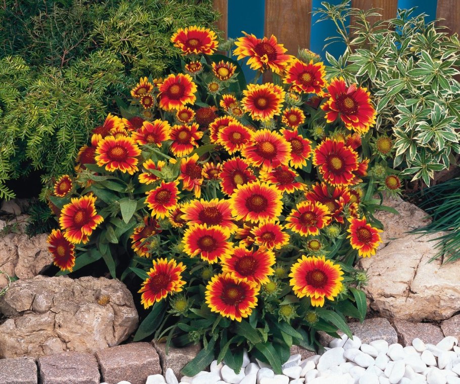 Гайлардия грандифлора