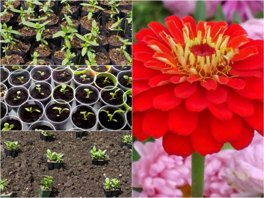 Рассада Цинния георгиноцветковая