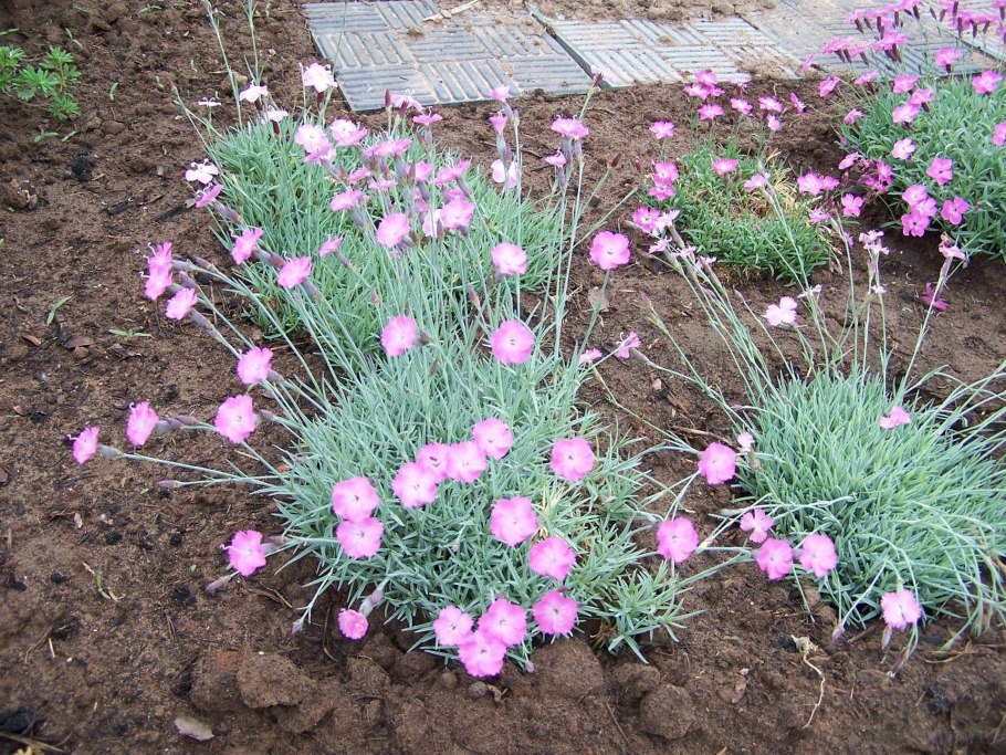 Гвоздика травянка Альпийская