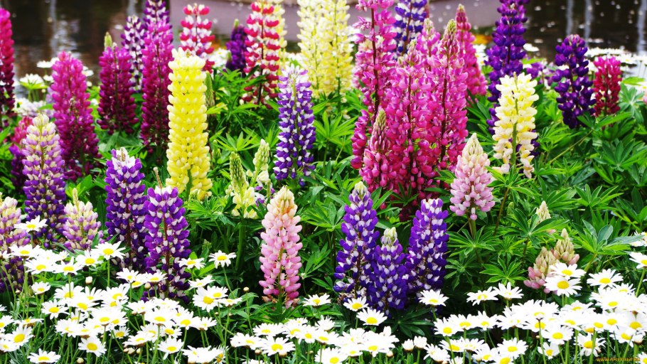 Люпин многолетний