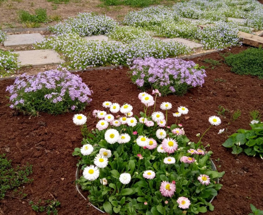 Маргаритки на клумбе