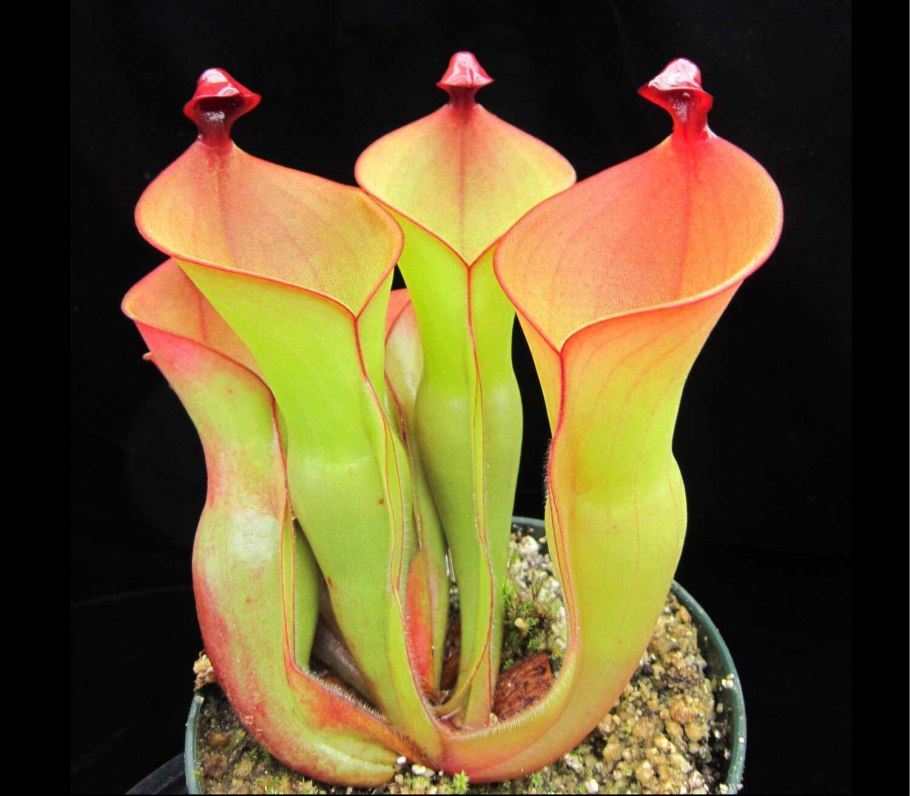 Плюмерия комнатное растение