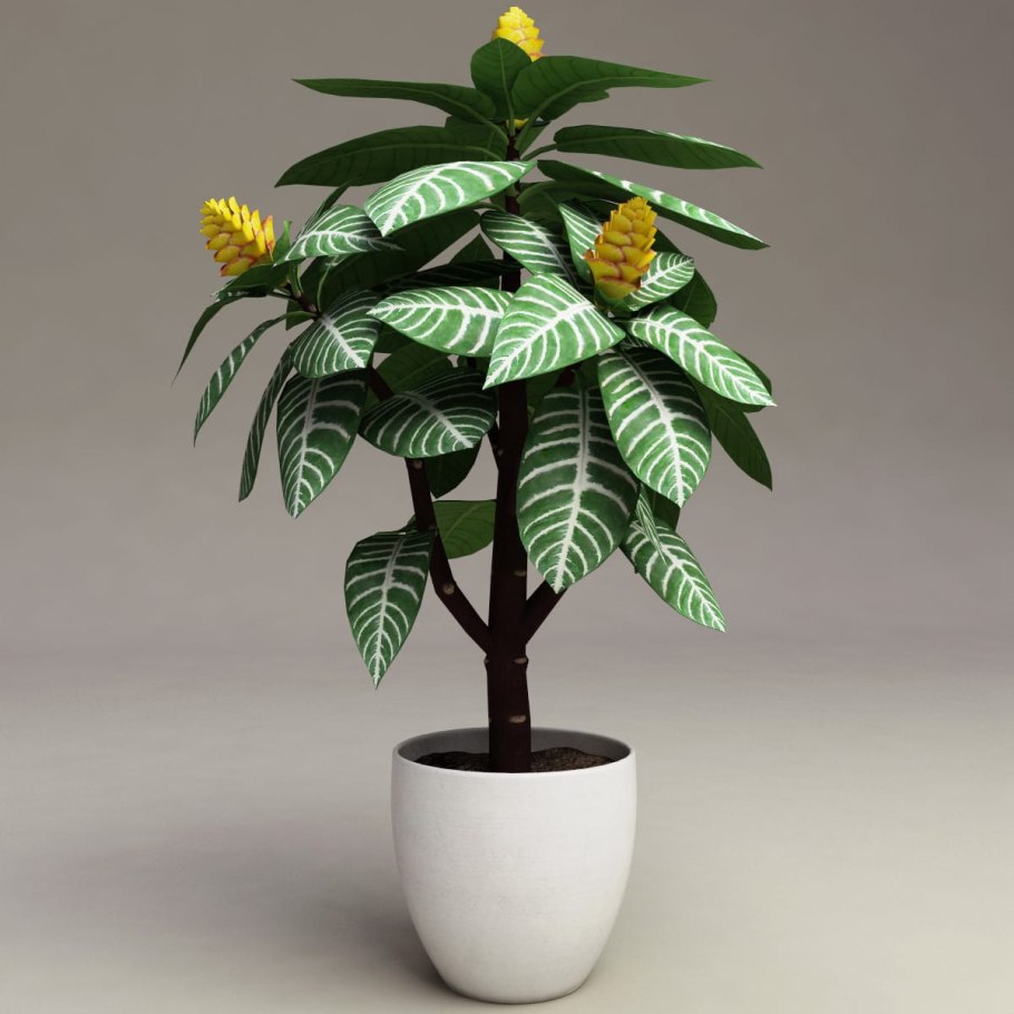 Тропические цветы в горшках