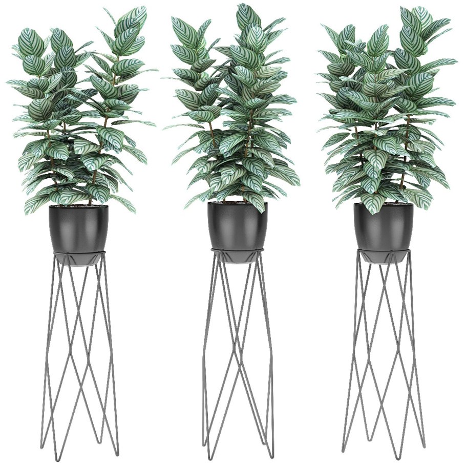 Эуфорбия Кристата