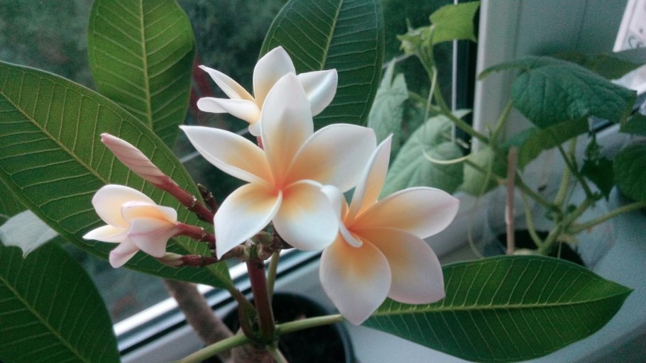 Urban Jungle интерьер Калатея