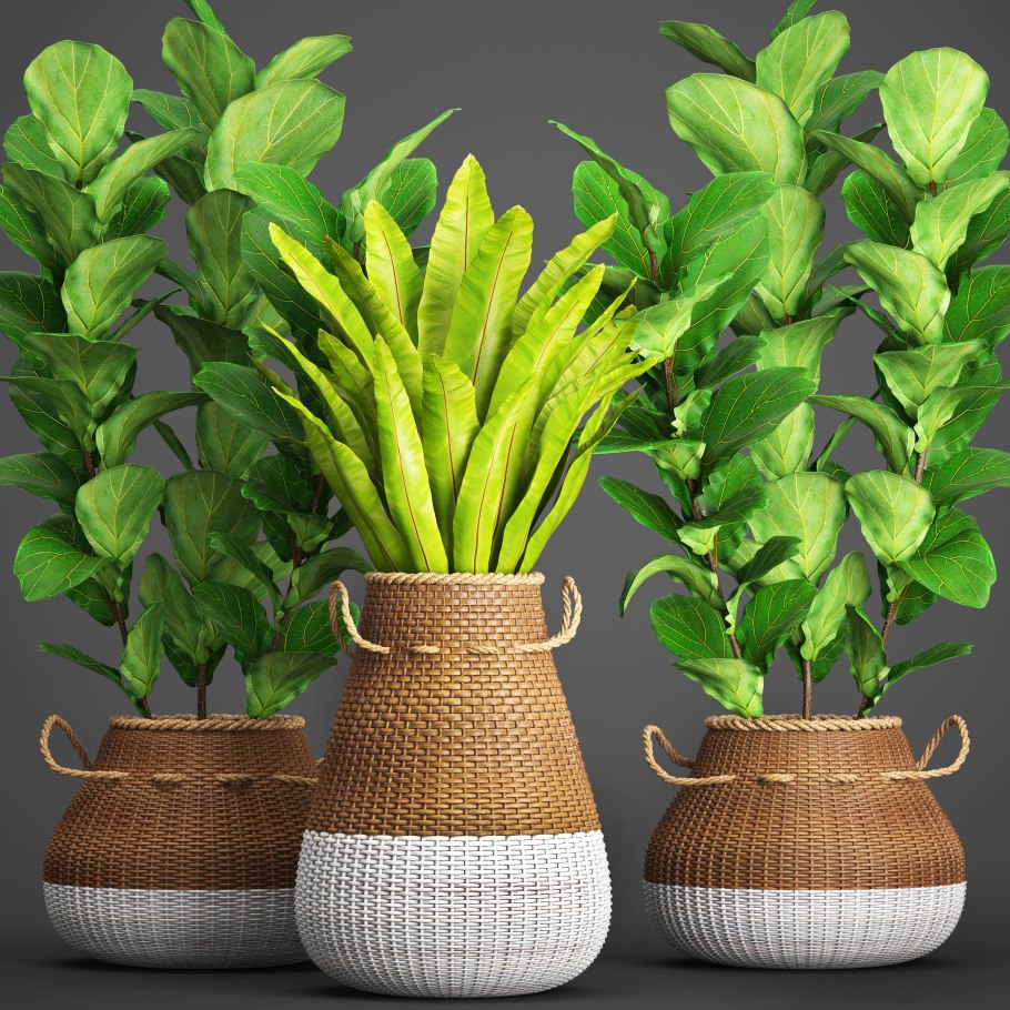 Трахиандра тортилис