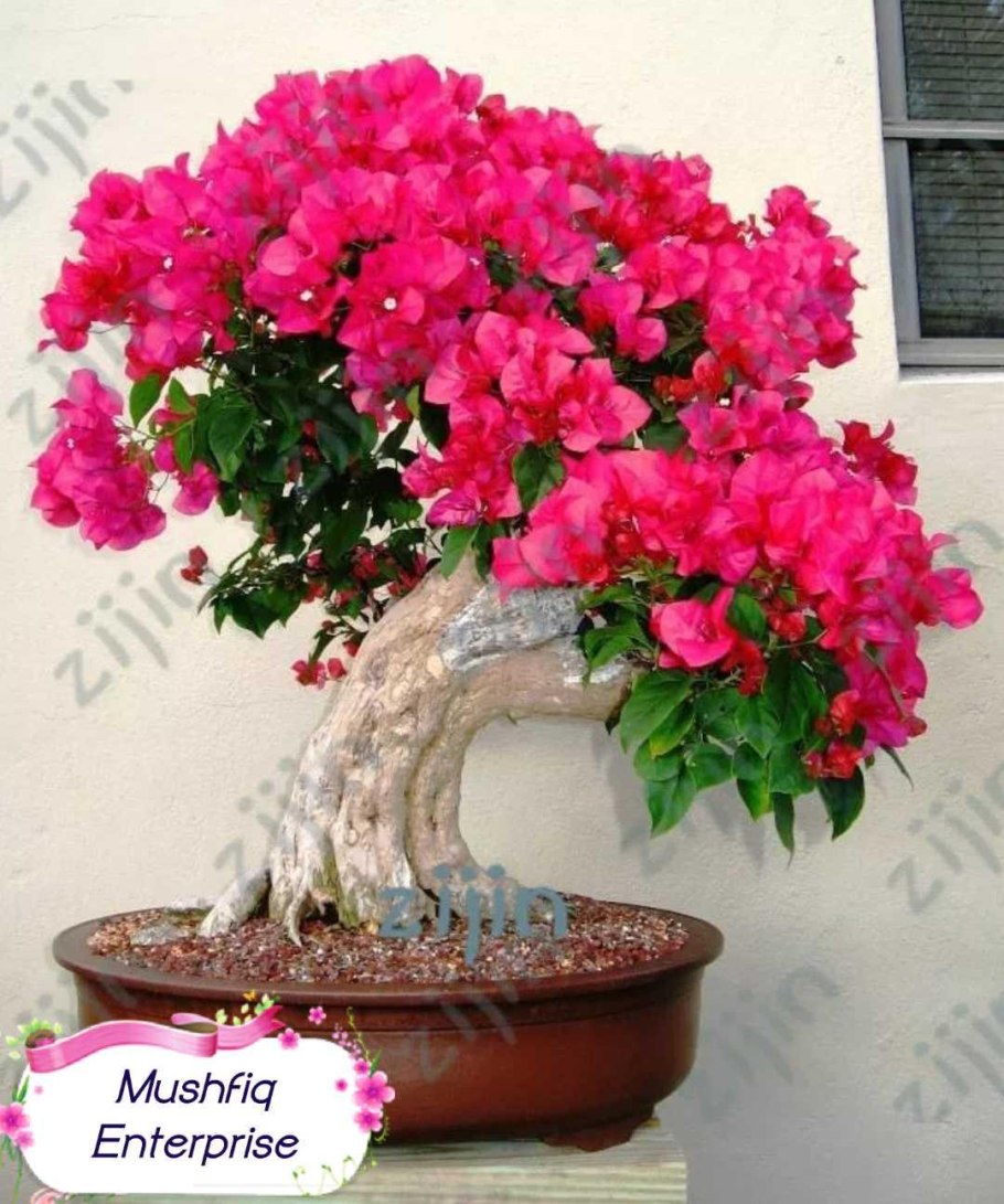 Ховея Форстера дерево оранжерея