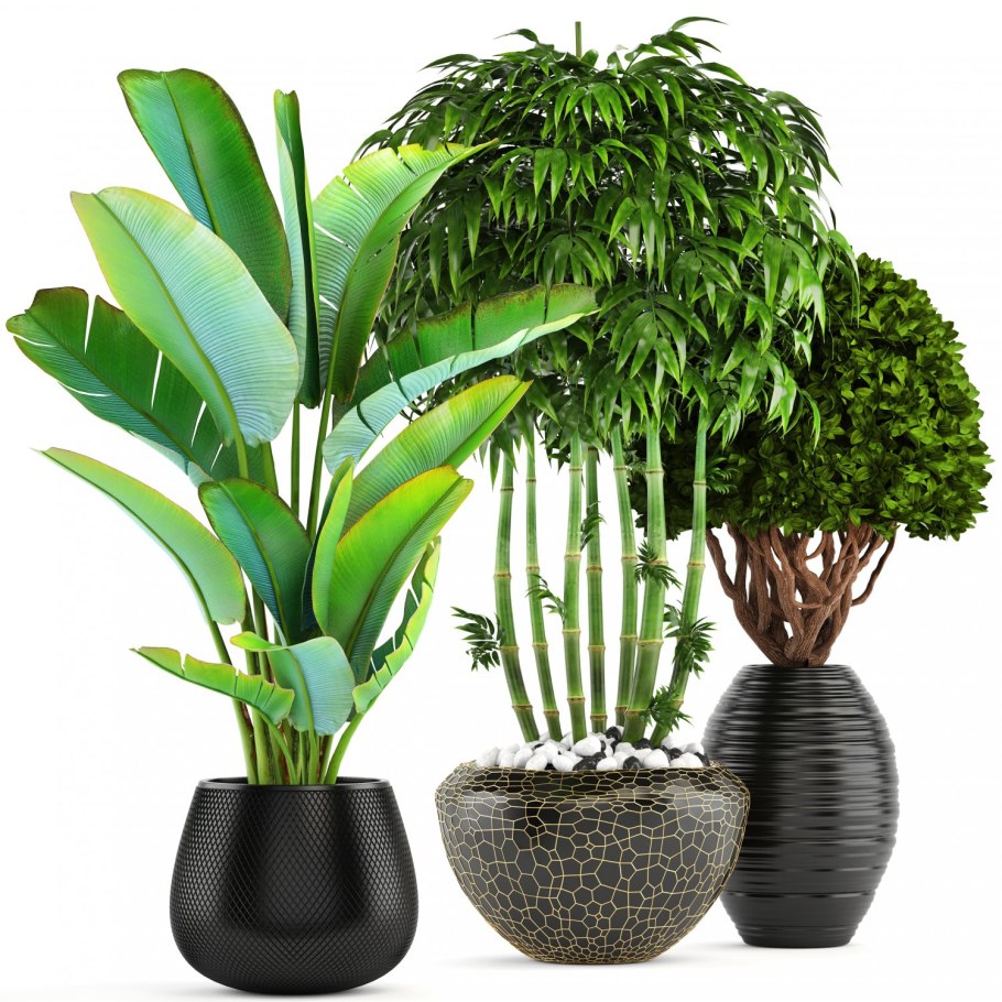 Тропические растения в горшке