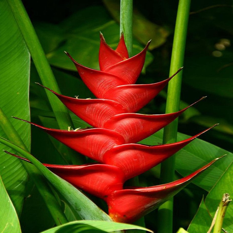 Цветы тропические в вазонах