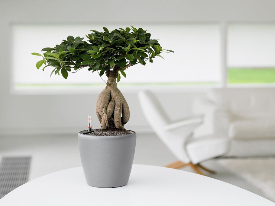 Драцена Маргината