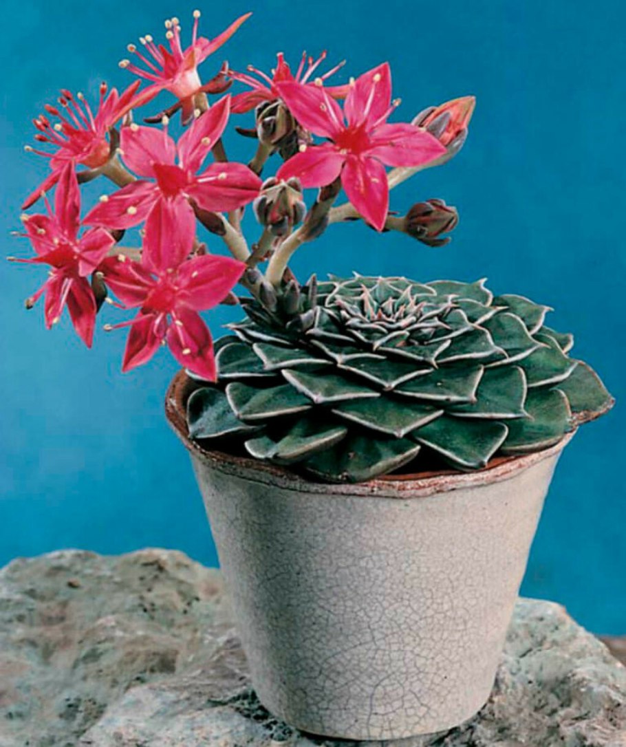 Ананас чампака комнатная