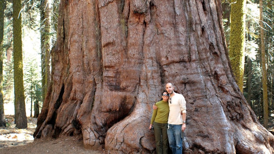Секвойя дерево