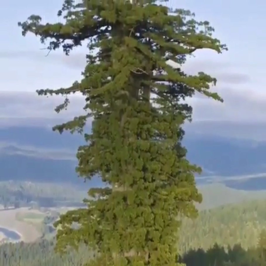 Гигантская Секвойя генерал Шерман